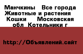 Манчкины - Все города Животные и растения » Кошки   . Московская обл.,Котельники г.